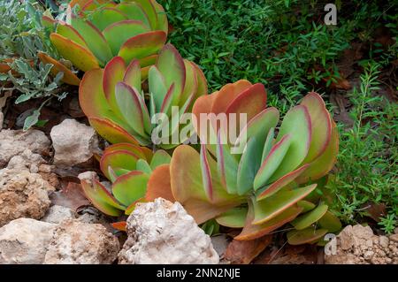 Mourquong Australia, kalanchoe succulente paddle pianta in giardino Foto Stock