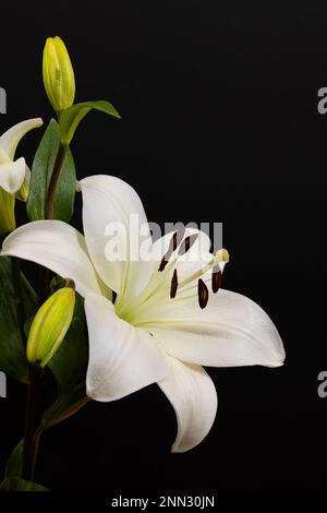 Chiudi dettaglio di rosa e bianco Stargazer Lilies.taken con uno sfondo nero e Light Pad, Lilium sono perenni bulbosi Foto Stock