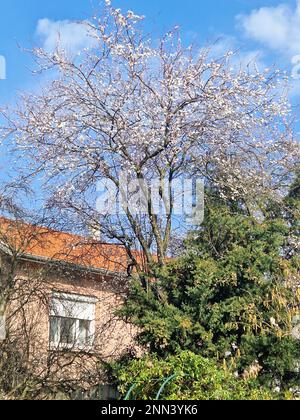 Fioritura primaverile, Bron, Rhone, AURA Regione, Francia Foto Stock