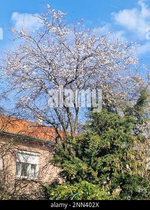 Fioritura primaverile, Bron, Rhone, AURA Regione, Francia Foto Stock