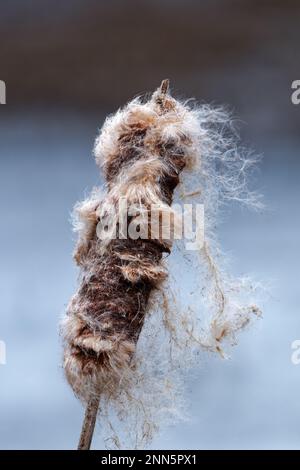 Un primo piano infiorescenza selvatica pianta di Typha latifolia in crescita alla fine della stagione invernale. Foto Stock