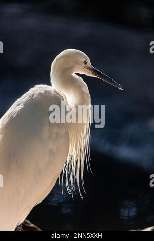 grande egretta o ardea alba arroccato su ramo con fondo verde naturale. Foto Stock