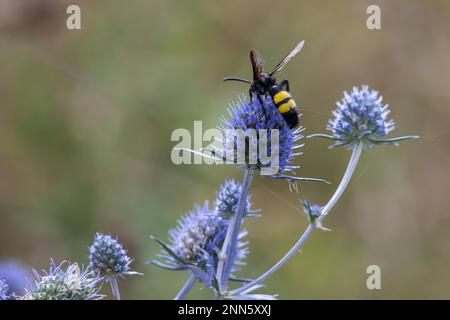 Ape sui fiori di eryngium. Ape impollinare un fiore nel giardino. Foto Stock