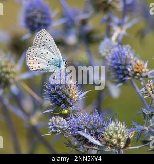 Ape sui fiori di eryngium. Ape impollinare un fiore nel giardino. Foto Stock