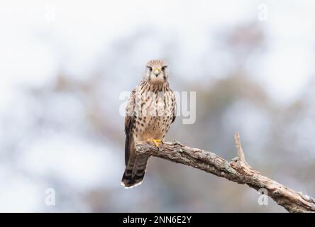 Primo piano di un gheppio comune arroccato su un ramo di albero, Inghilterra. Foto Stock