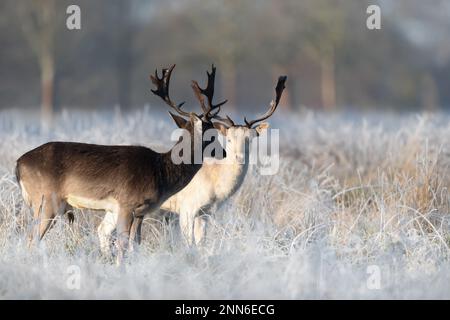 Close up di un daino (Dama Dama) in inverno, UK. Foto Stock