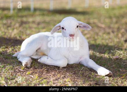 Felice agnello di pecora di Katahdin che è bianco su un campo erboso Foto Stock