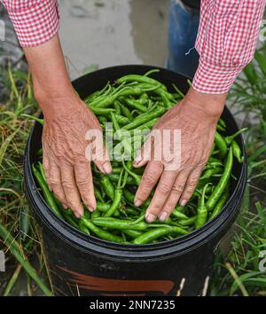 Danzhou, provincia cinese dell'Hainan. 14th Feb, 2023. Un contadino mette via i peperoni verdi appena raccolti nella cittadina di Poxin della Contea di Tunchang, nella Provincia Hainan della Cina meridionale, il 14 febbraio 2023. Molti frutti e ortaggi della provincia tropicale cinese dell'Hainan sono entrati nella stagione del raccolto all'inizio della primavera. Credit: Pu Xiaoxu/Xinhua/Alamy Live News Foto Stock
