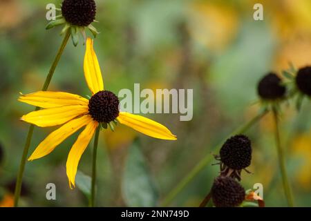 Primo piano di un fiore giallo appassito Foto Stock