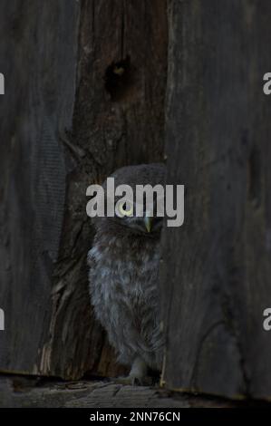 Piccolo gufo Noctua di Athene che sbirciava dalla cavità in una wa di legno Foto Stock