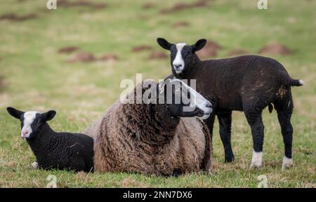 Lauder, Scottish Borders, Scotland. Immagini di giovani agnelli zwarbles e pecore madre che pascolano nei campi in una bella giornata primaverile presso la fattoria Lauder Barns, nel sud della Scozia. Le pecore zwartbles sono state importate per la prima volta dall'Olanda nei primi anni del 1990Õs e da allora sono state stabilite in tutte le zone del Regno Unito e dell'Irlanda. Gli zwartbles sono una pecora elegante (Zwart-Black, Bles-Blaze) con proprietà materne eccezionali che li rendono un'eccellente varietà di incrocio così come una razza pura. Gli zwartbles del pedigree hanno goduto del successo considerevole nell'anello di esposizione dovuto il loro aspetto impressionante, la natura amenable e vivace Foto Stock