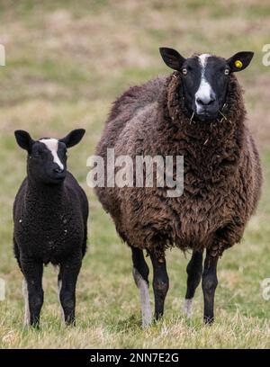 Lauder, Scottish Borders, Scotland. Immagini di giovani agnelli zwarbles e pecore madre che pascolano nei campi in una bella giornata primaverile presso la fattoria Lauder Barns, nel sud della Scozia. Le pecore zwartbles sono state importate per la prima volta dall'Olanda nei primi anni del 1990Õs e da allora sono state stabilite in tutte le zone del Regno Unito e dell'Irlanda. Gli zwartbles sono una pecora elegante (Zwart-Black, Bles-Blaze) con proprietà materne eccezionali che li rendono un'eccellente varietà di incrocio così come una razza pura. Gli zwartbles del pedigree hanno goduto del successo considerevole nell'anello di esposizione dovuto il loro aspetto impressionante, la natura amenable e vivace Foto Stock