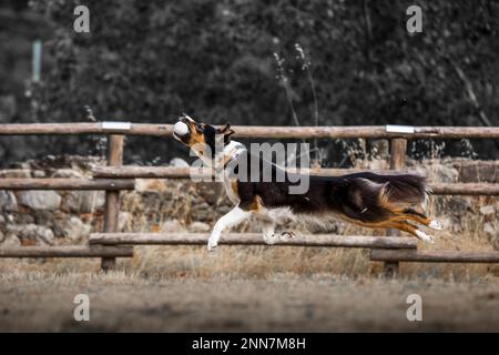 Bellissimi cani Foto Stock