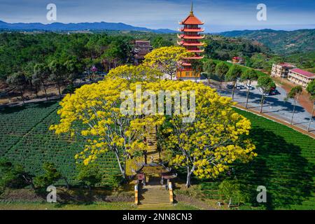 27 gennaio 2023, provincia di Lam Dong, Vietnam: La scena del Monastero di Bat Nha nella stagione delle capesante gialle Foto Stock