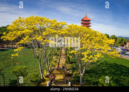 27 gennaio 2023, provincia di Lam Dong, Vietnam: La scena del Monastero di Bat Nha nella stagione delle capesante gialle Foto Stock