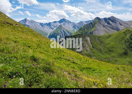 Enormi vette montane visibili dall'Alp Trida Sattel in Austria verso la Svizzera. In primo piano molti fiori ed erbe ed anche un cielo nuvoloso. Foto Stock