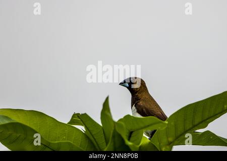 Un erpice di Estrildidae o trincea di estrildidi arroccato sulla cima di un albero di mango, isolato su un cielo grigio Foto Stock