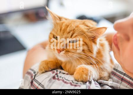 L'uomo in camicia a quadri sta coccolando il gatto dello zenzero carino. Amante del gatto e animale domestico soffice. Proprietario dell'animale domestico con il suo animale domestico. Foto Stock