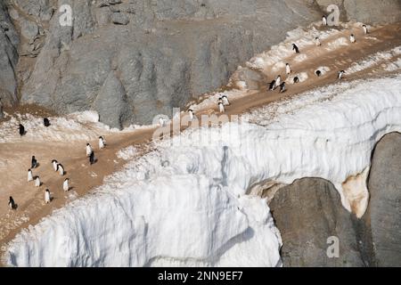 Adélie pinguino percorso su Danger Island in Antartide Foto Stock