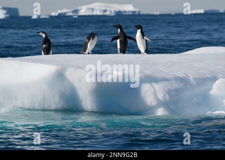 I pinguini di Adelie su un iceberg Foto Stock