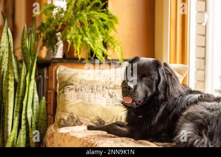 Un cane terranova nero seduto su un cuscino del sedile della finestra circondato da piante di casa Foto Stock