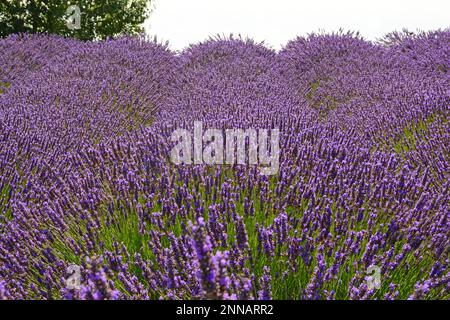 Fioritura del campo di lavanda a Washington, USA Foto Stock