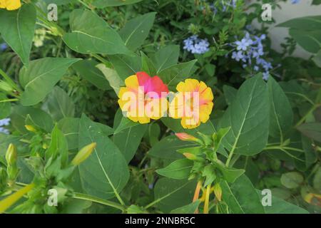 Mirabilis fiorisce nel parco della città Foto Stock
