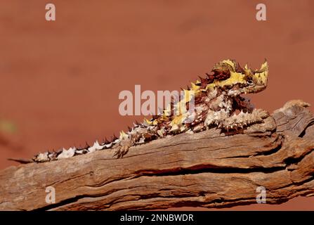 Il diavolo spinoso (Mooch horridus), noto anche come diavolo di montagna, lucertola spinosa, drago spinoso, e moloch, è una specie di lucertola nel Foto Stock