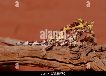 Il diavolo spinoso (Mooch horridus), noto anche come diavolo di montagna, lucertola spinosa, drago spinoso, e moloch, è una specie di lucertola nel Foto Stock
