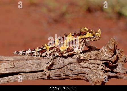 Il diavolo spinoso (Mooch horridus), noto anche come diavolo di montagna, lucertola spinosa, drago spinoso, e moloch, è una specie di lucertola nel Foto Stock