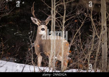 Mule Deer Buck nel Grand Teton National Park, Wyoming, USA. Foto Stock