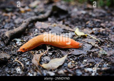 Primo piano della slug rosso, Arion rufus. Conosciuto anche come grande slug rosso, arion cioccolato e slug rosso europeo. Paesi Bassi, Limburgo, agosto 2021 Foto Stock