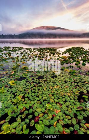 Lily pad e nebbia mattutina sul lago Red House, Allegany state Park, Salamanca, Cattaraugus Co., NY Foto Stock