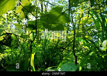 Una vista a occhio di verme di alberi giovani e germogli in una foresta dell'Europa centrale in primavera con sole. Foto Stock