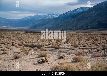 I burros selvatici vivono nella Saline Valley, sul lato ovest del Death Valley National Park, nella contea di Inyo, California. Foto Stock