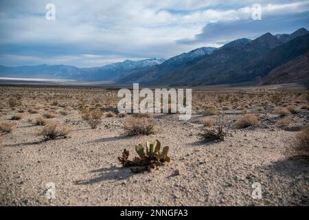 I burros selvatici vivono nella Saline Valley, sul lato ovest del Death Valley National Park, nella contea di Inyo, California. Foto Stock