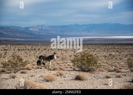 I burros selvatici vivono nella Saline Valley, sul lato ovest del Death Valley National Park, nella contea di Inyo, California. Foto Stock