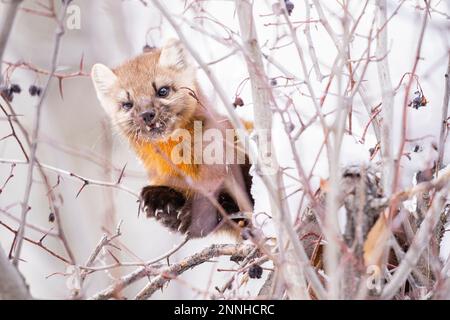 Marten americano mangiare bacche in un albero. Foto Stock