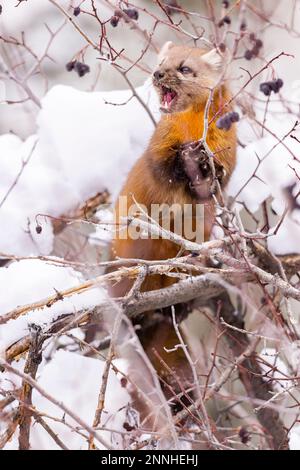 Marten americano mangiare bacche in un albero. Foto Stock