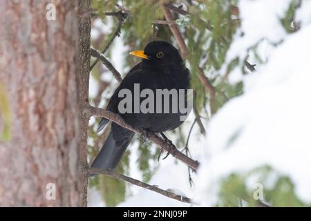 Un uccello nero in una foresta Foto Stock