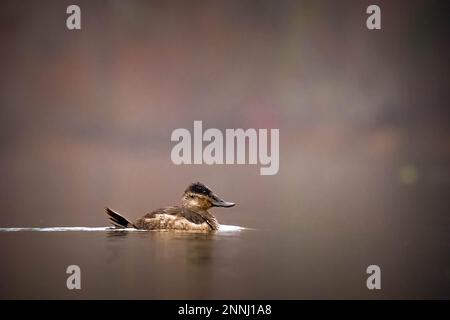 Una femmina Ruddy Duck si allontana pacificamente nei colori autunnali. Foto Stock