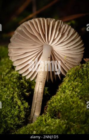 La parte inferiore gelata di un fungo comune del cofano. Foto Stock