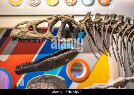 Lo scheletro fossile di Allosaurus al MSH (Museo della Scienza e della Storia) nel centro di Jacksonville, Florida. (USA) Foto Stock