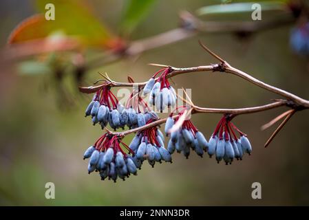 Berberis julianae, il barberry verde inverno o barberry cinese, è un arbusto sempreverde fiorito nativo della Cina centrale Foto Stock