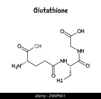 Struttura molecolare del glutatione. Il glutatione è un antiossidante in piante, animali, funghi, batteri e arcaea. .Formula strutturale vettoriale del composto chimico. Penna nera stile disegnato a mano. Illustrazione Vettoriale