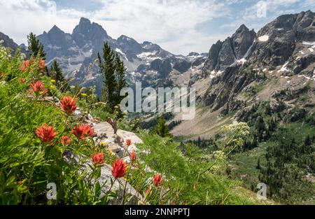 Pennello arancione lungo ripido pendio che domina Paintbrush divide Trail nel Grand Teton National Park Foto Stock