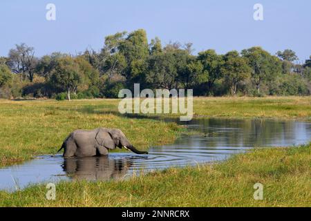 Elefante (Loxodonta africana) in un terreno paludoso, attraversa il fiume Khwai, la regione di Khwai, il distretto nord-ovest, il delta di Okavango, il Botswana Foto Stock