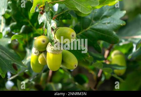 Acorns unmature della quercia inglese (Quercus robur) Foto Stock