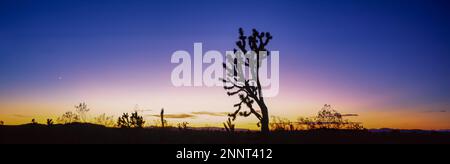 Silhouette di Joshua Tree (Yucca brevifolia) al tramonto, Mojave National Preserve, Mojave Desert, California, USA Foto Stock