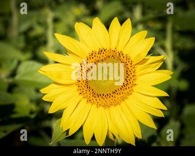 Close-up di giallo girasole Foto Stock